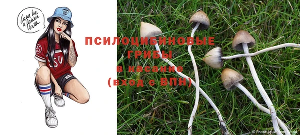 прущие грибы Дмитровск