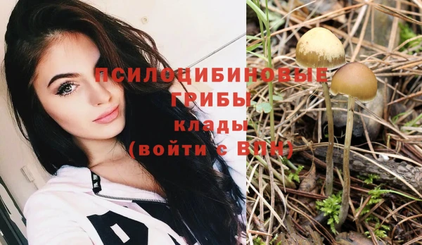 прущие грибы Дмитровск
